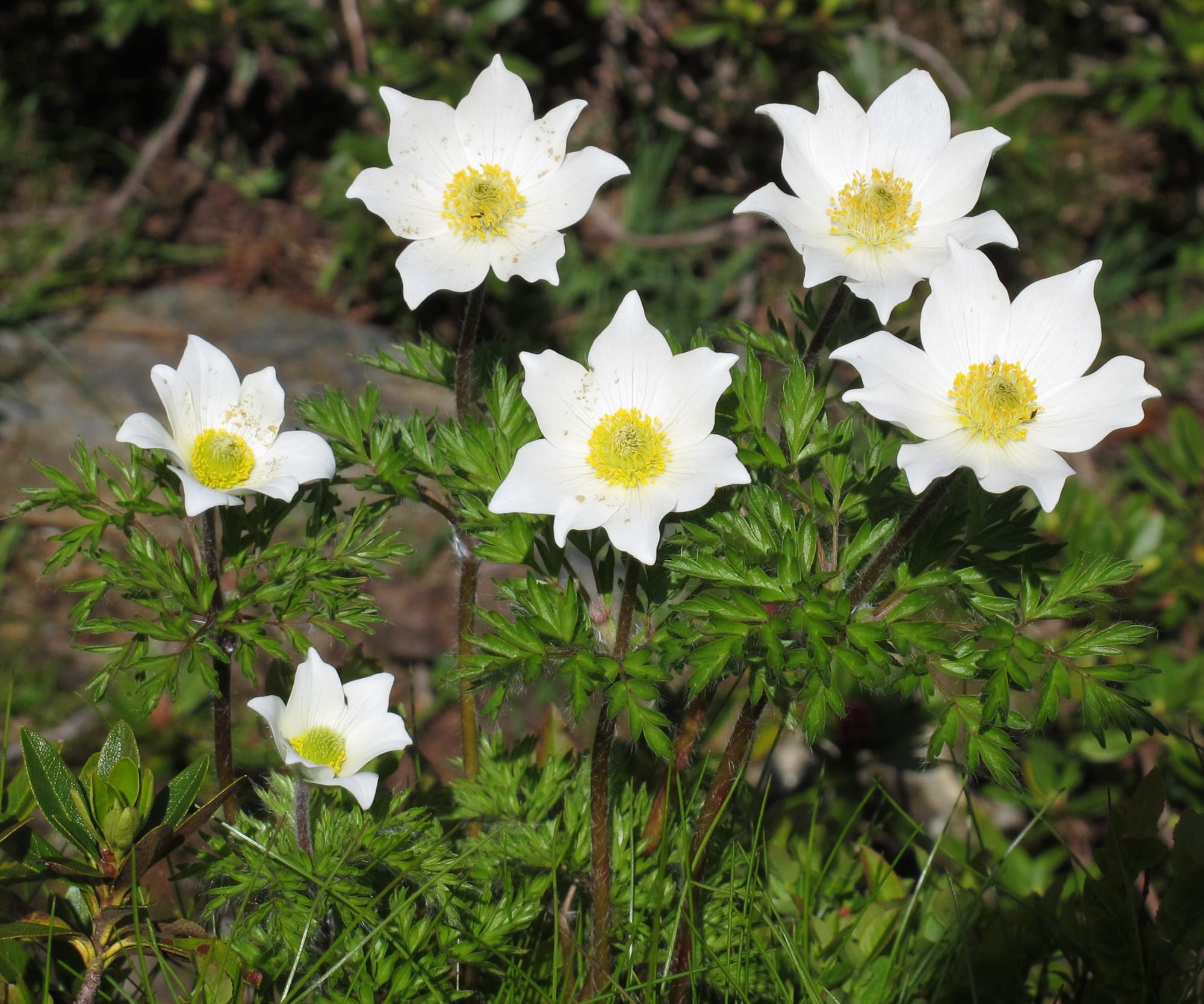 Alpine pasqueflowers, a group of six flowers with seven or eight white petals with a yellow center.