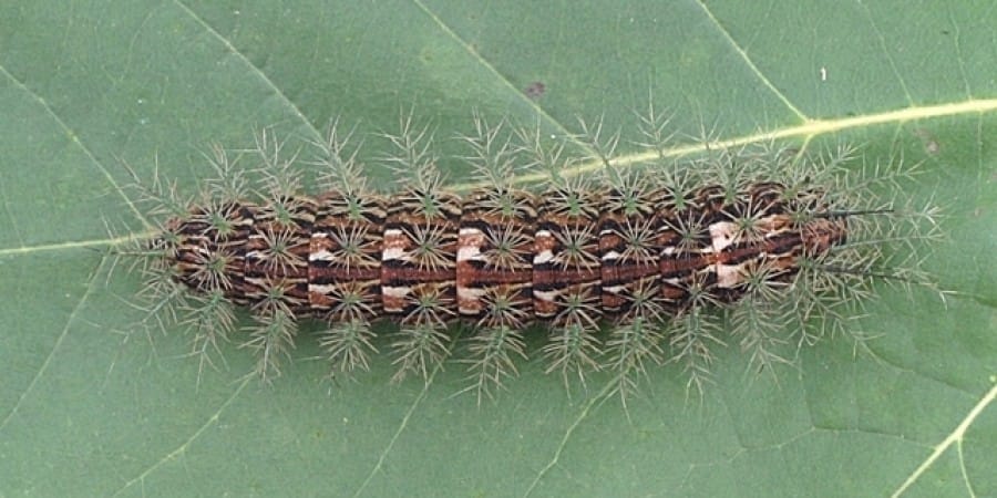 a Lonomia obliqua caterpillar. Spiky!