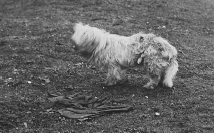 A black-and-white photo of a Salish woolly dog