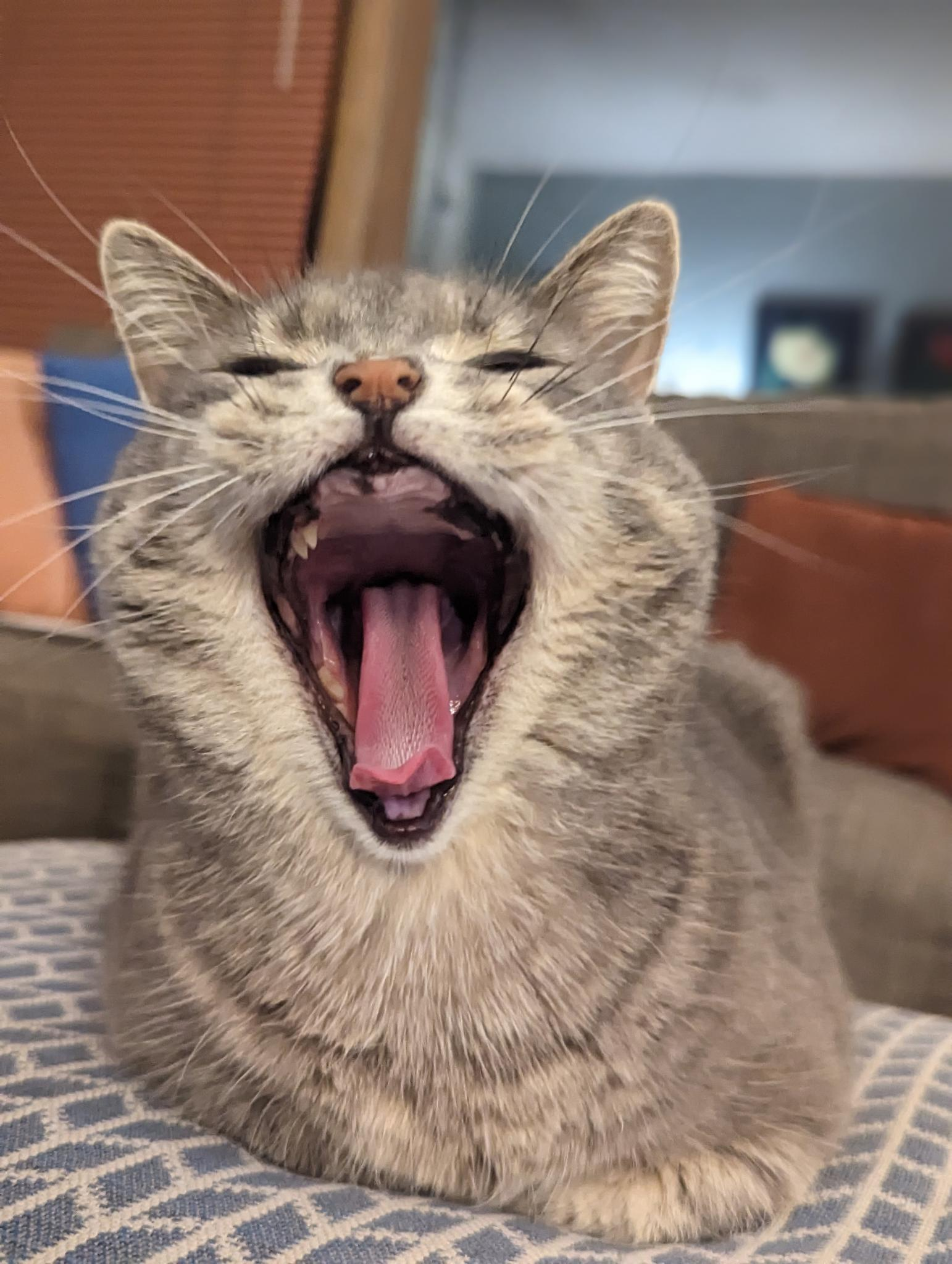 A picture of a gray cat named Masha who has only a few teeth yawning.