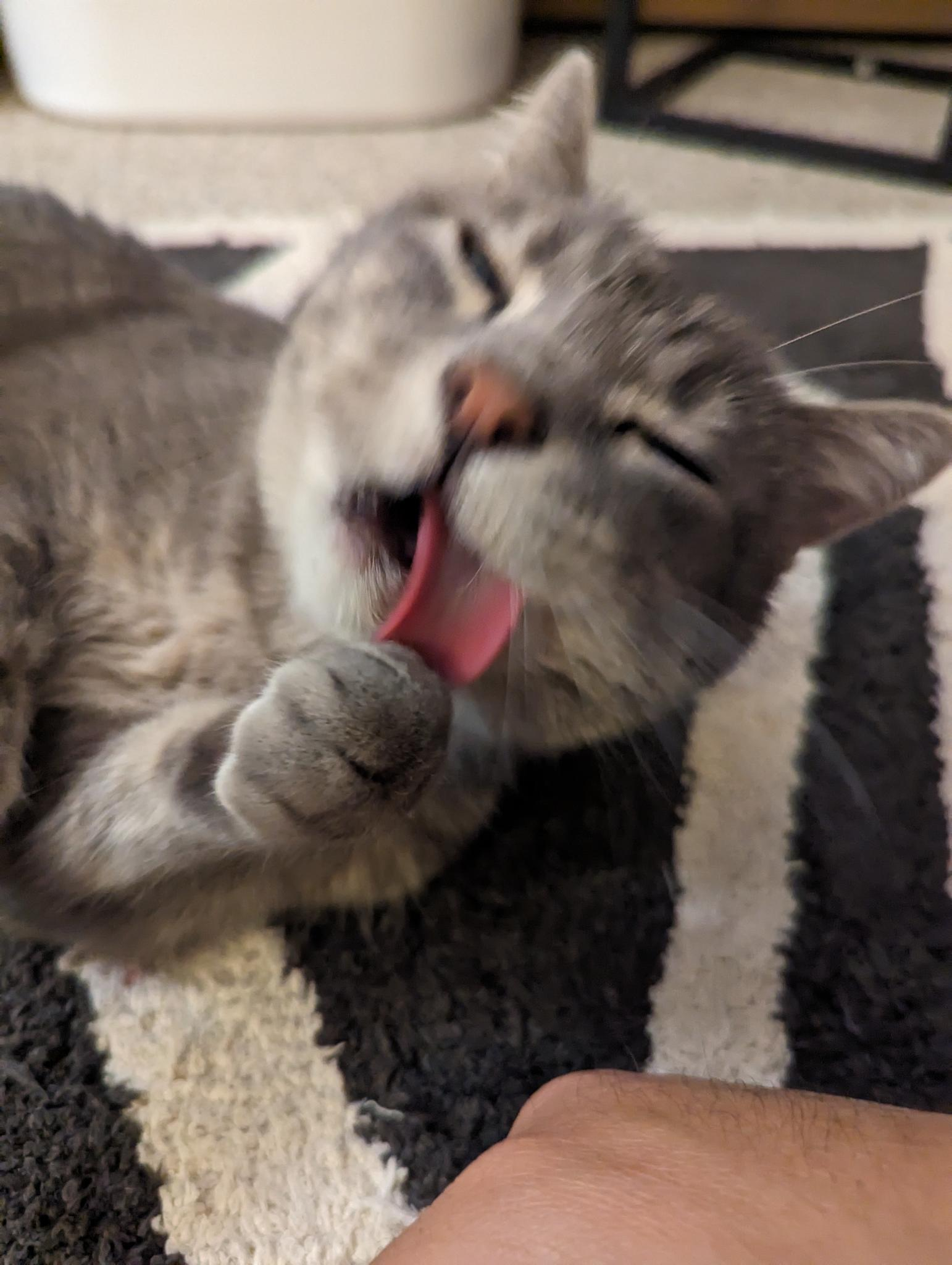 Masha, a gray cat, licking her paw with her tongue fully out of her mouth.