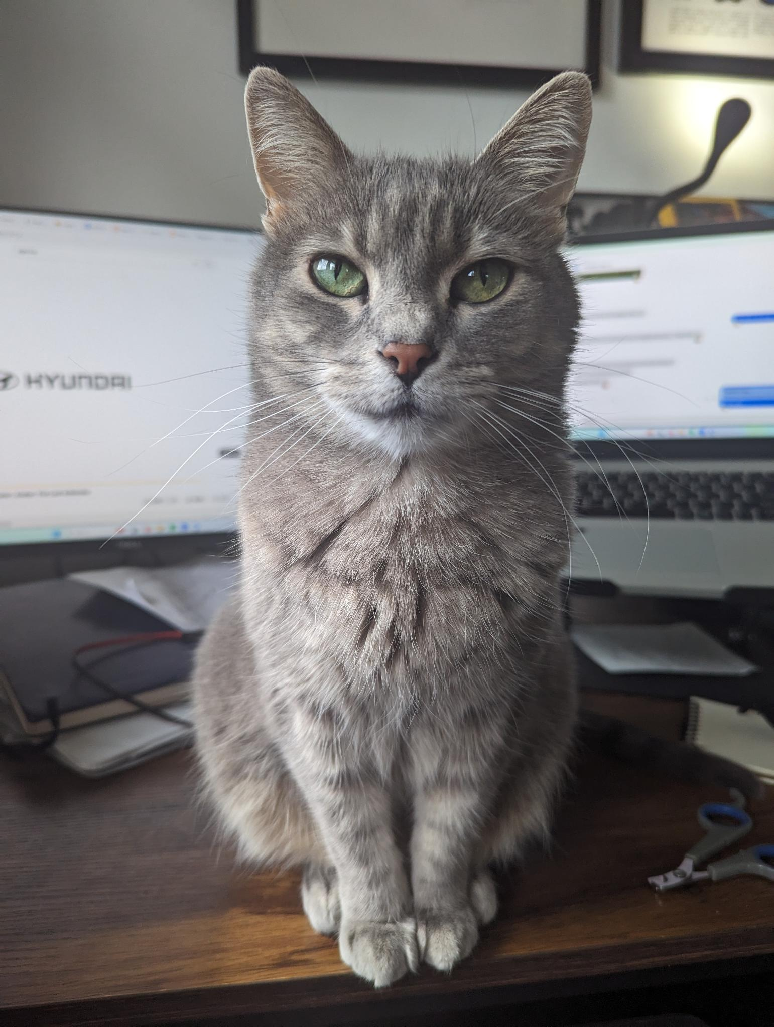 Masha, a gray cat, sitting on a desk in front of a computer.