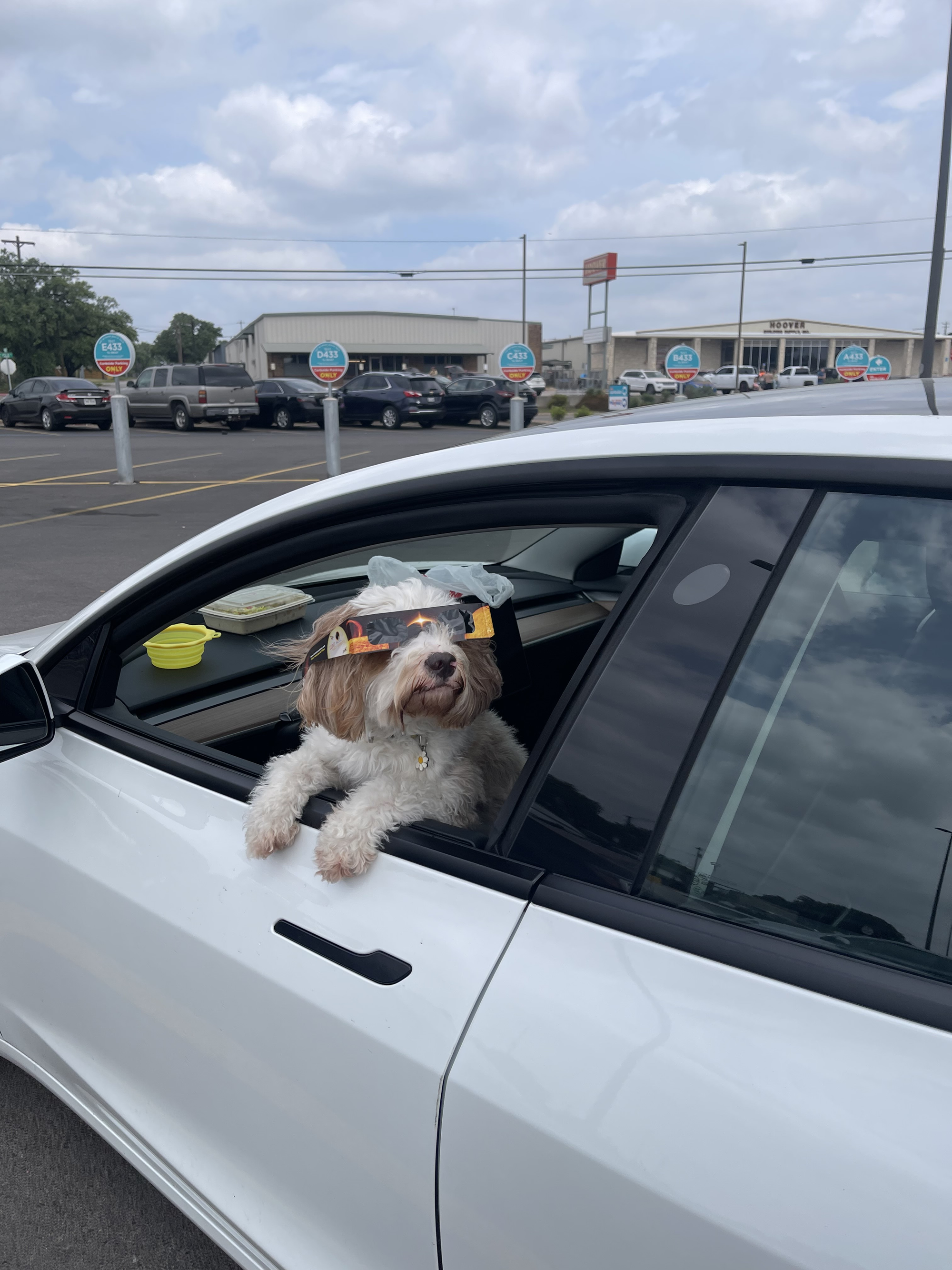A dog wearing eclipse glasses, leaning out a car window, looking up