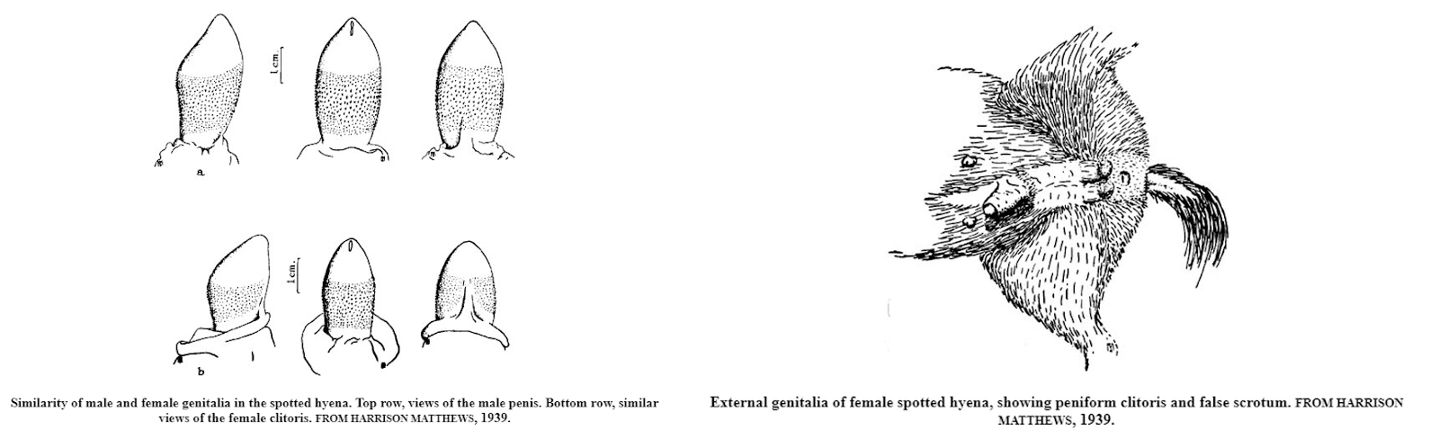 A diagram of a hyena penis compared to a hyena clitoris, which look very similar, and a second diagram of a female hyena’s external genitalia. Both from Hen’s Teeth and Horse’s Toes by Stephen Gay Gould.