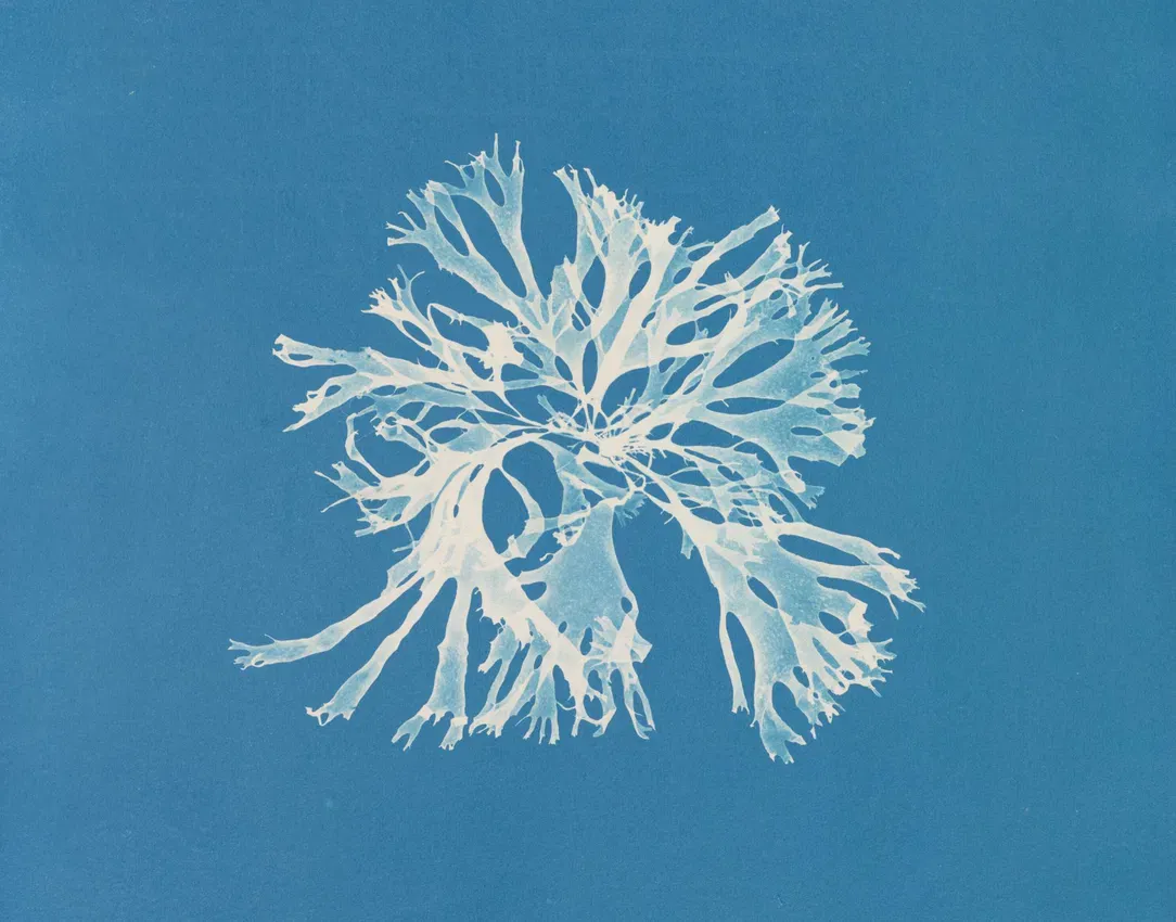 Detail of Rhodomenia sobolifera from Anna Atkins’ Photographs of British Algae, ca. 1843–53