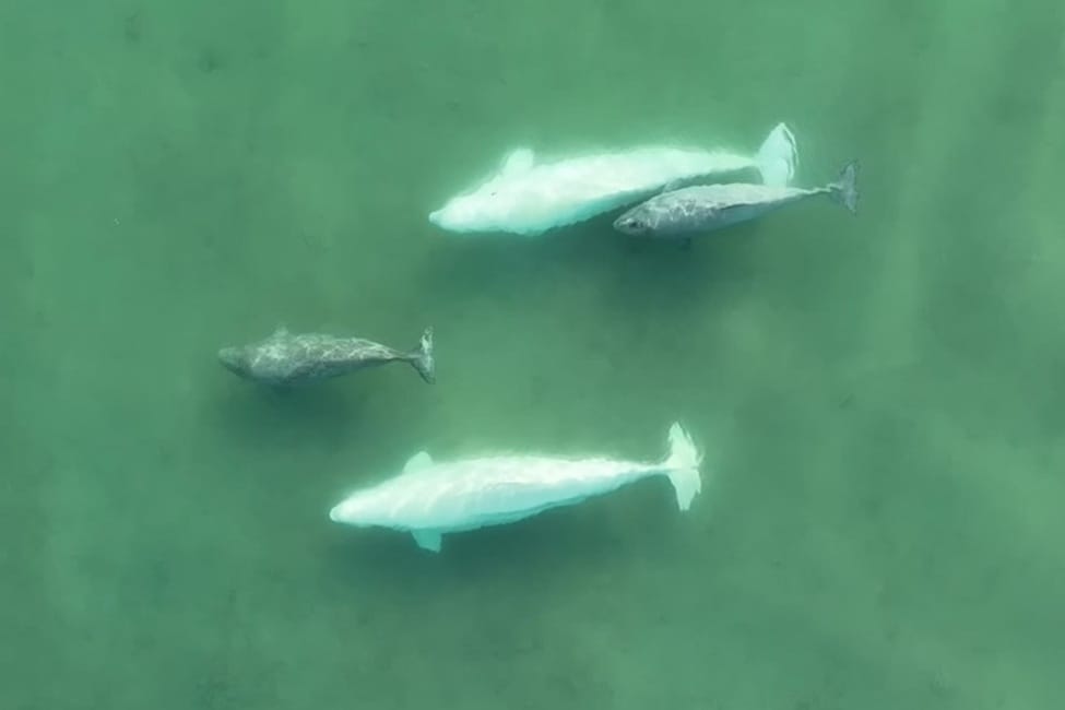 Whale too cool for monogamy. Arctic belugas go poly.