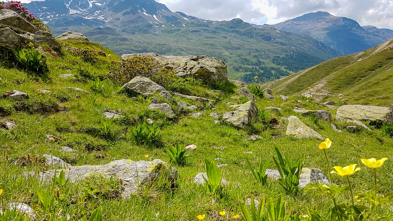 A view of a Swiss mountain meadow, with a rock outcropping visible in the middle and small yellow flowers around the edges.
