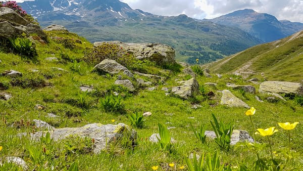 A view of a Swiss mountain meadow, with a rock outcropping visible in the middle and small yellow flowers around the edges.