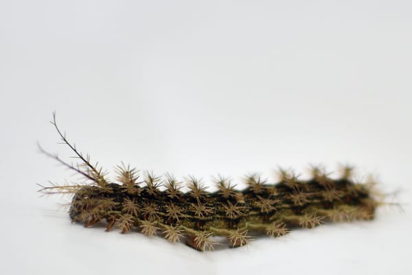 a Lonomia obliqua caterpillar