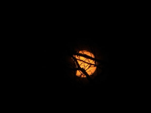 Solar eclipse seen through trees branches