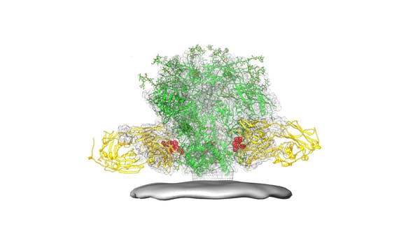 A protein structure diagram showing antibodies binding to an HIV spike protein.