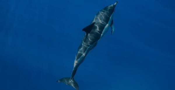 Meet LA’s detective for dead marine mammals