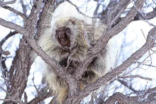 A porcupine in a bare tree that's brushed in frost. 