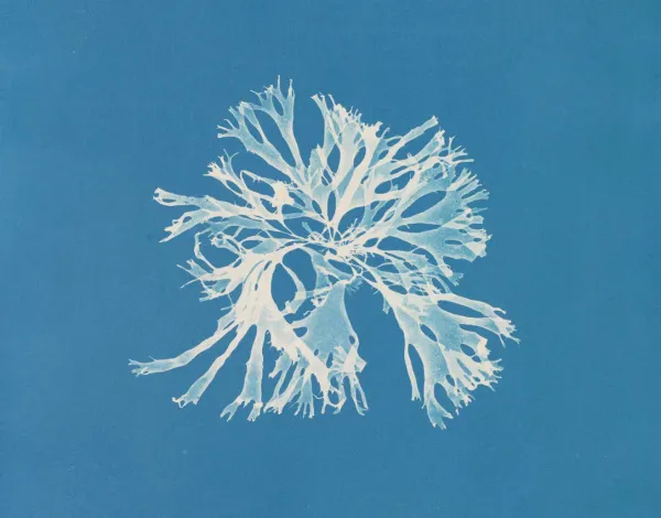 Detail of Rhodomenia sobolifera from Anna Atkins’ Photographs of British Algae, ca. 1843–53